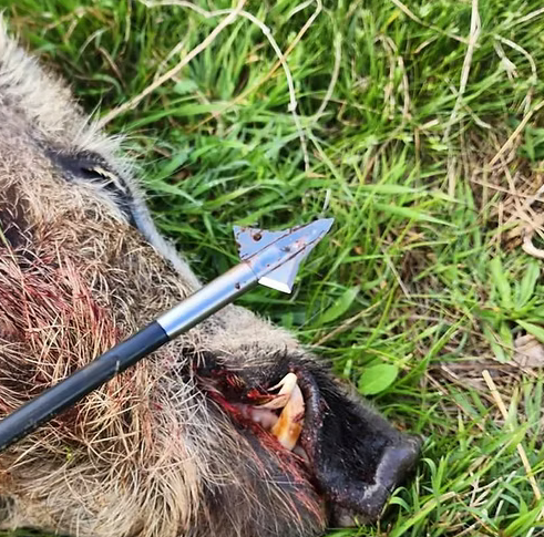 Kayuga Broadheads Tri Zot 100gr