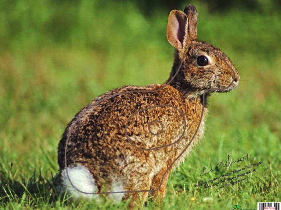 Nice Target Rabbit Target