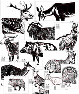 ANZUS Tough Waterproof Targets