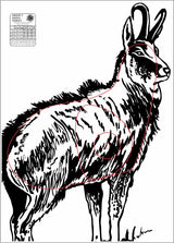 ANZUS Tough Waterproof Targets