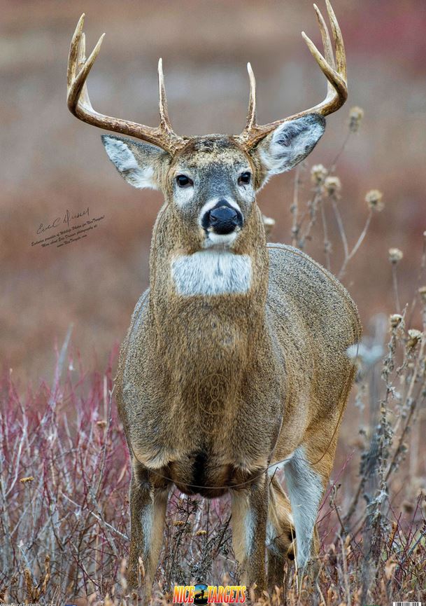 Nice Target Deer Target Straight On
