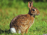 Nice Target Rabbit Target